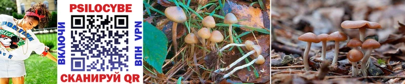 Галлюциногенные грибы Psilocybe Старый Крым